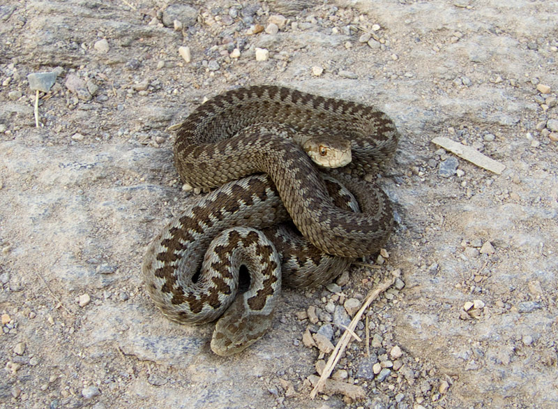 Vipera ursinii