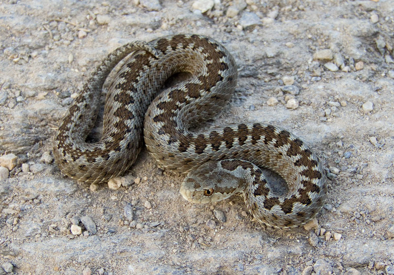 Vipera ursinii