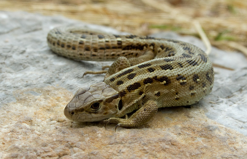 Lacerta agilis