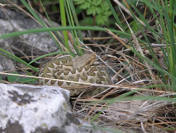 Vipera ammodytes