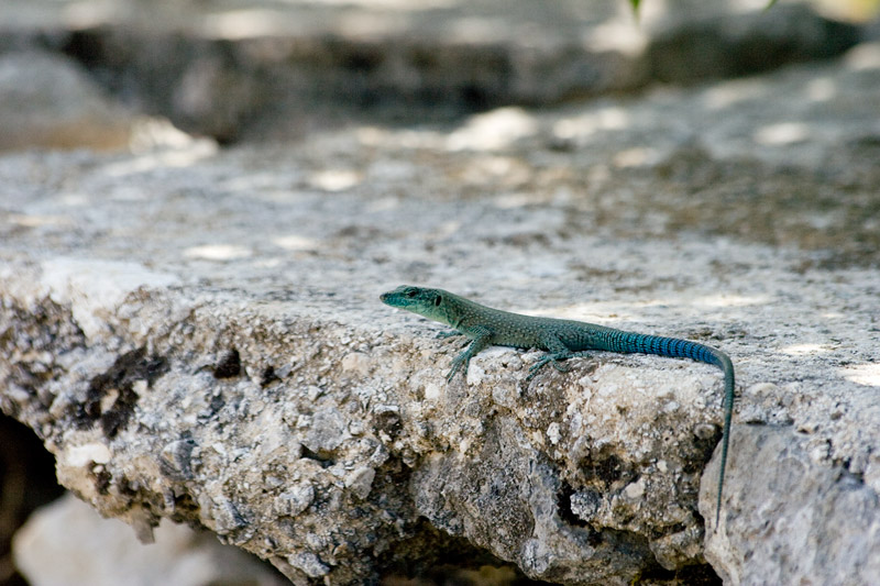 Dalmatolacerta oxycephala