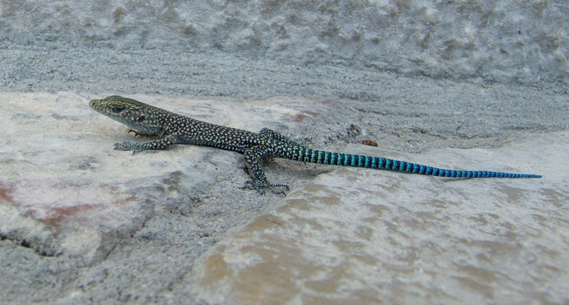 Dalmatolacerta oxycephala