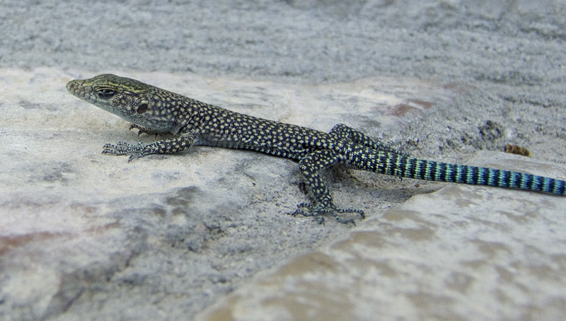 Dalmatolacerta oxycephala