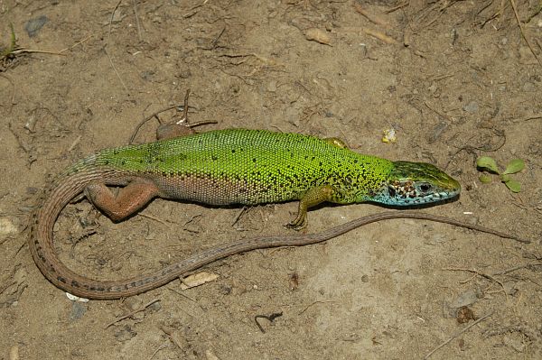 Lacerta viridis