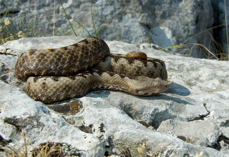 Vipera ammodytes