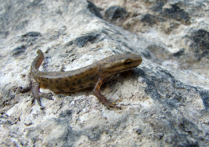 Lissotriton vulgaris