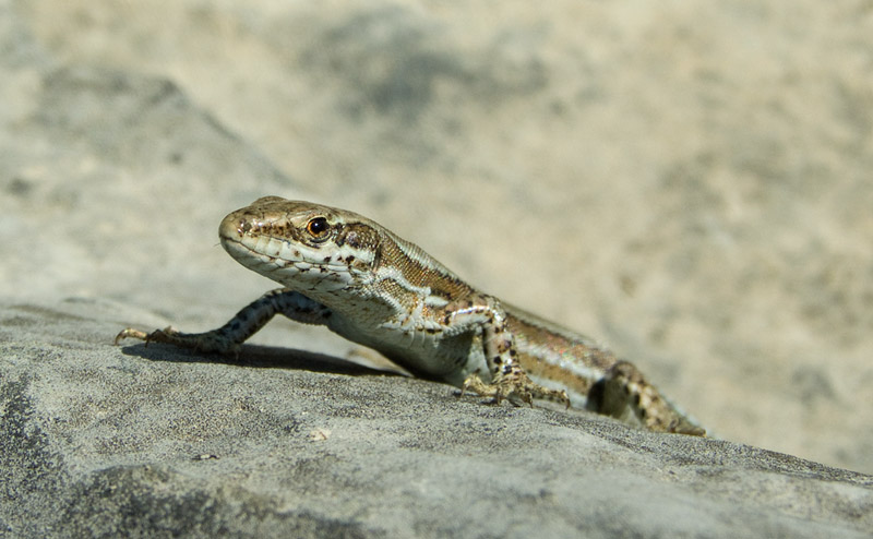 Podarcis muralis