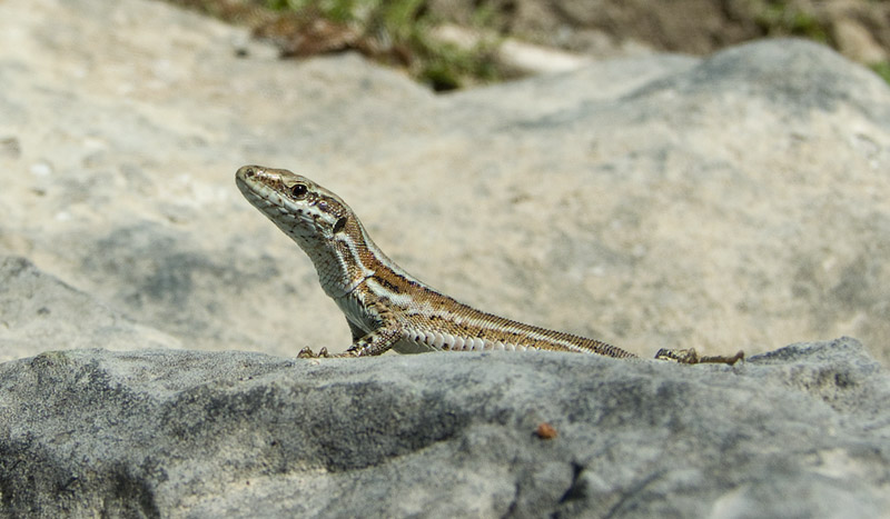 Podarcis muralis