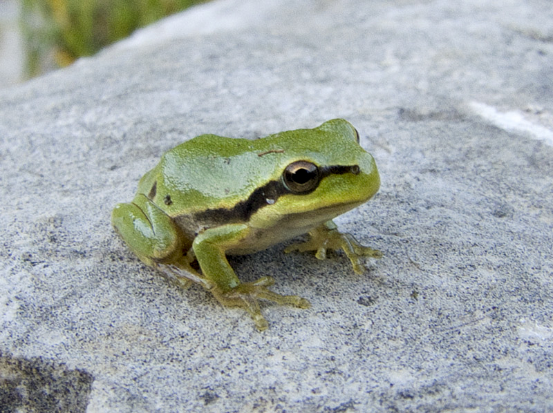 Hyla arborea