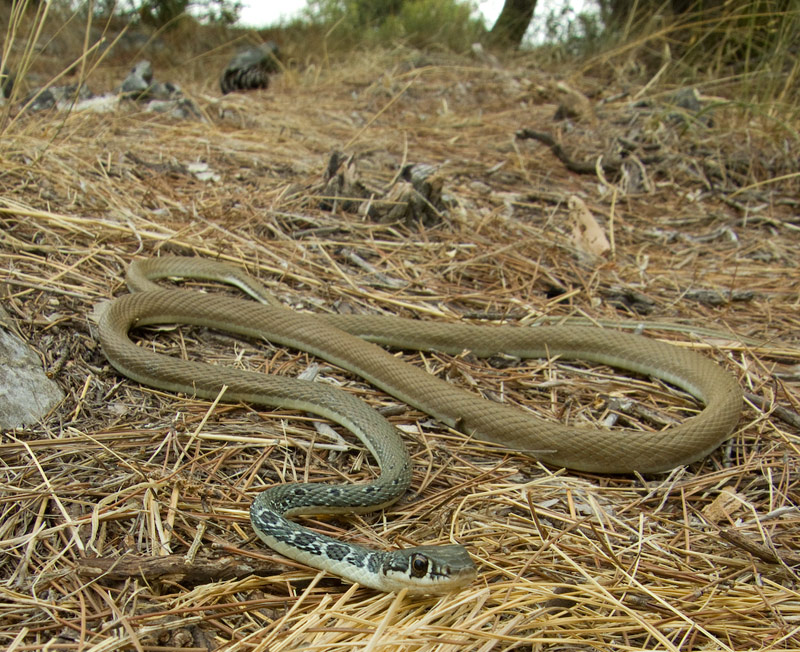 Platyceps najadum