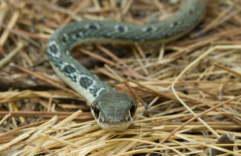 Platyceps najadum