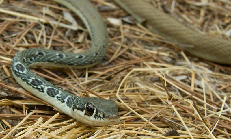 Platyceps najadum