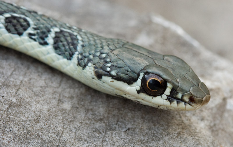 Platyceps najadum