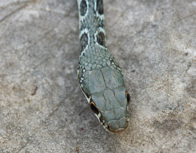 Platyceps najadum