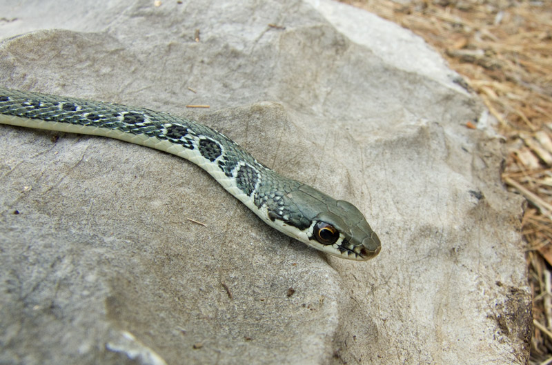 Platyceps najadum