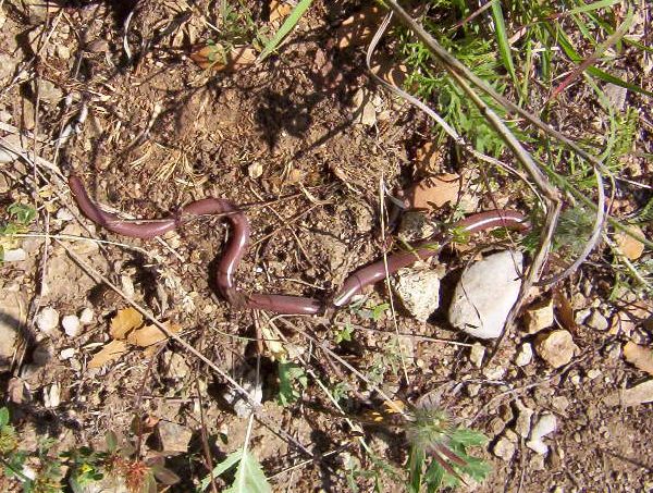 Typhlops vermicularis