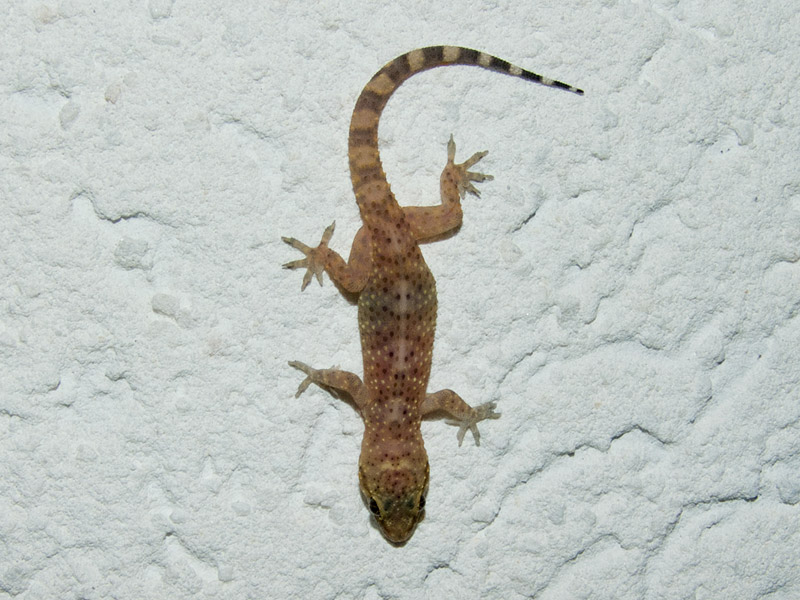 Hemidactylus turcicus