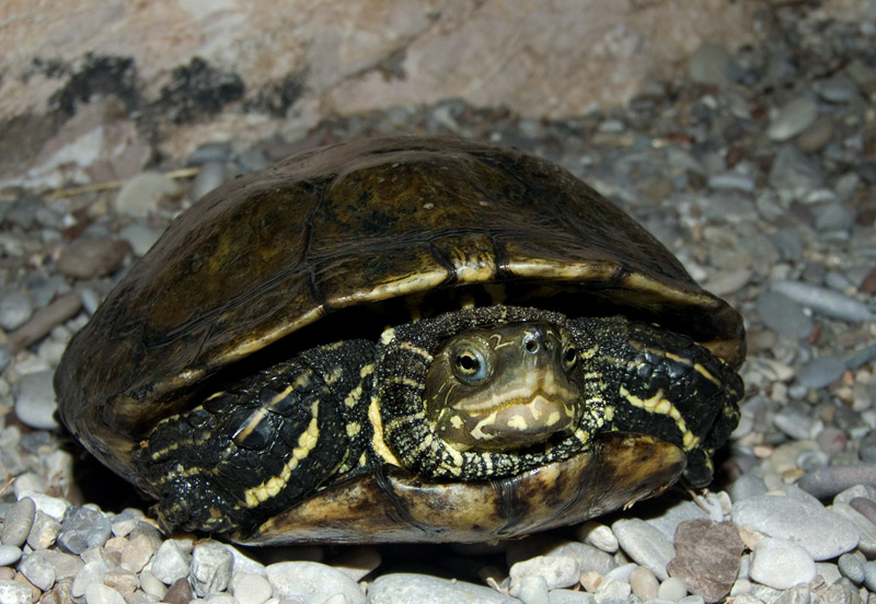 Mauremys rivulata