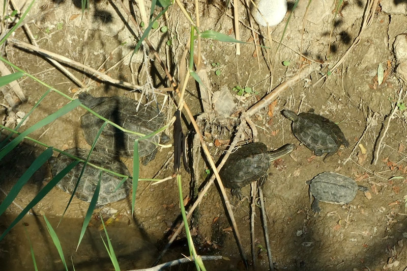 Mauremys rivulata