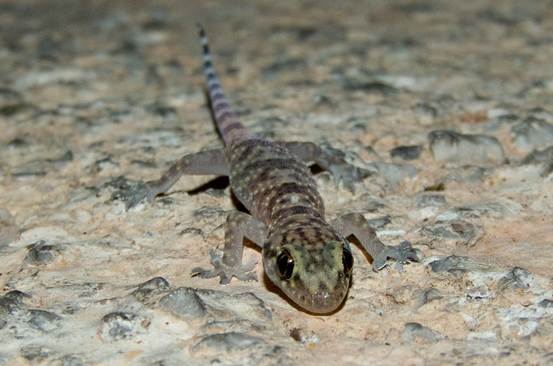 Hemidactylus turcicus