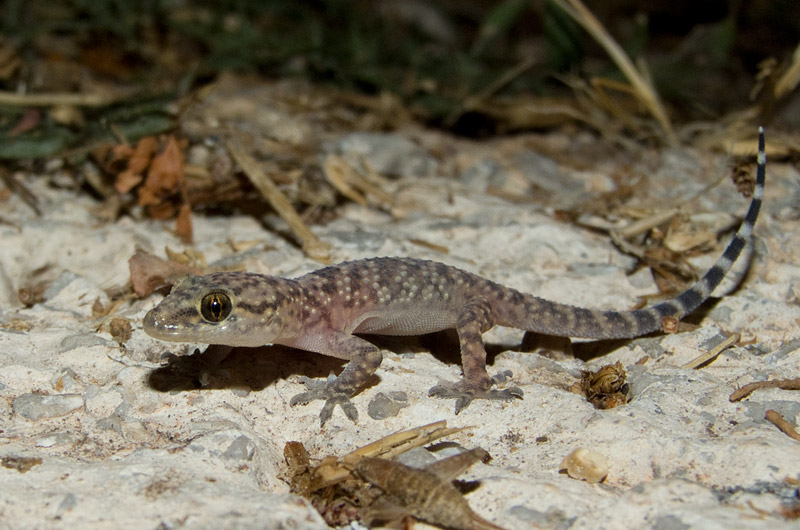 Hemidactylus turcicus