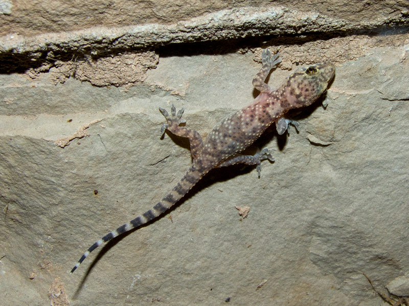 Hemidactylus turcicus