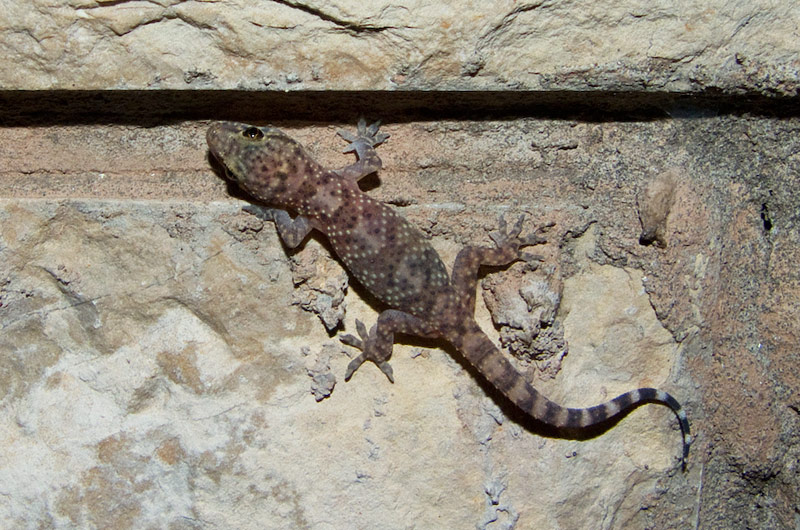 Hemidactylus turcicus