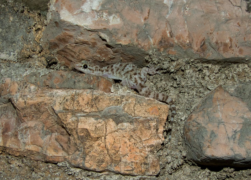 Hemidactylus turcicus