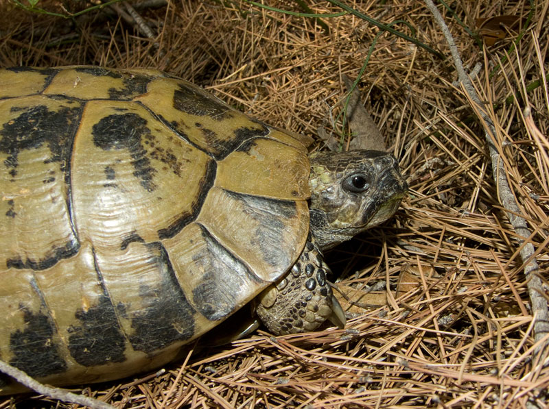 Testudo hermanni