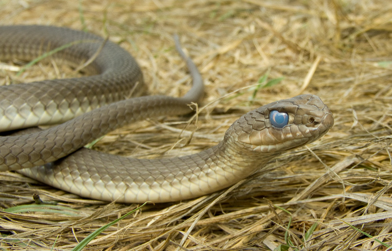 Malpolon insignitus Malpolon insignitus
