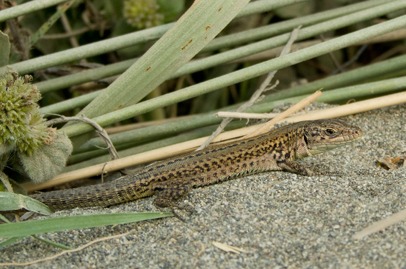 Podarcis melisellensis