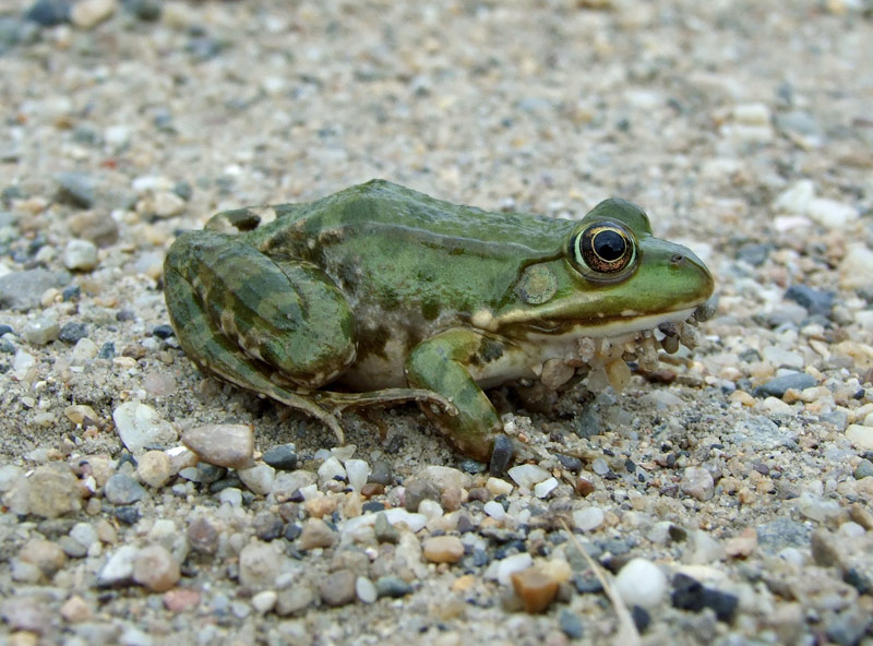 Pelophylax ridibundus