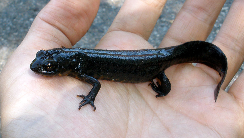 Triturus karelinii