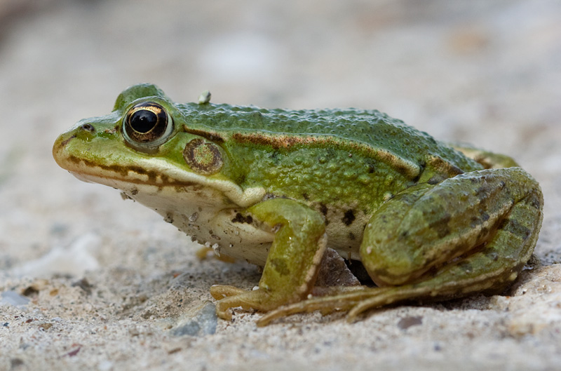 Pelophylax lessonae