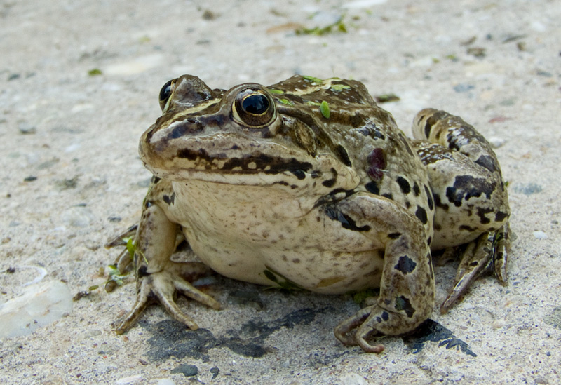 Pelophylax lessonae