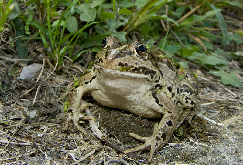 Pelophylax lessonae