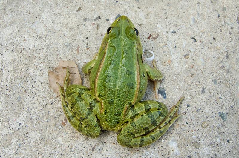 Pelophylax lessonae