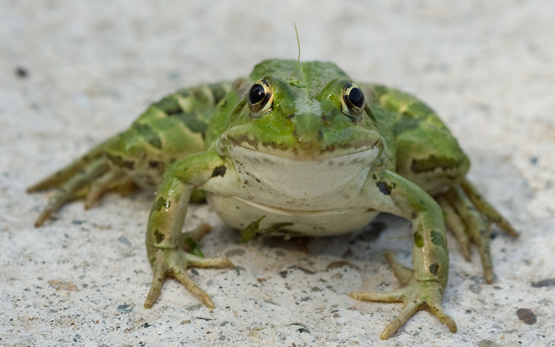 Pelophylax lessonae