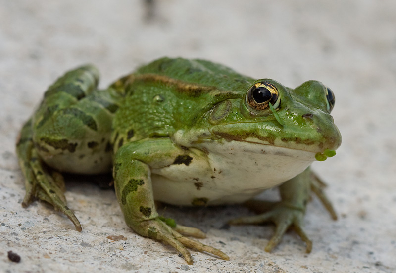 Pelophylax lessonae