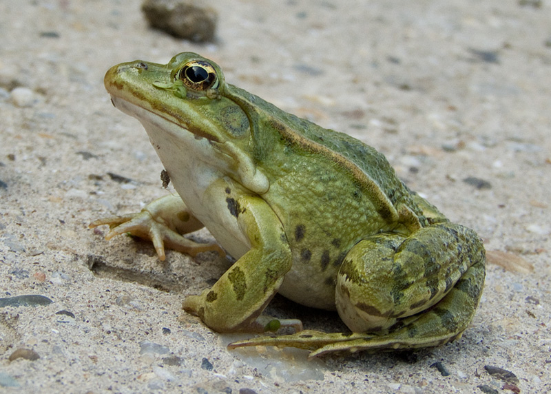 Pelophylax lessonae