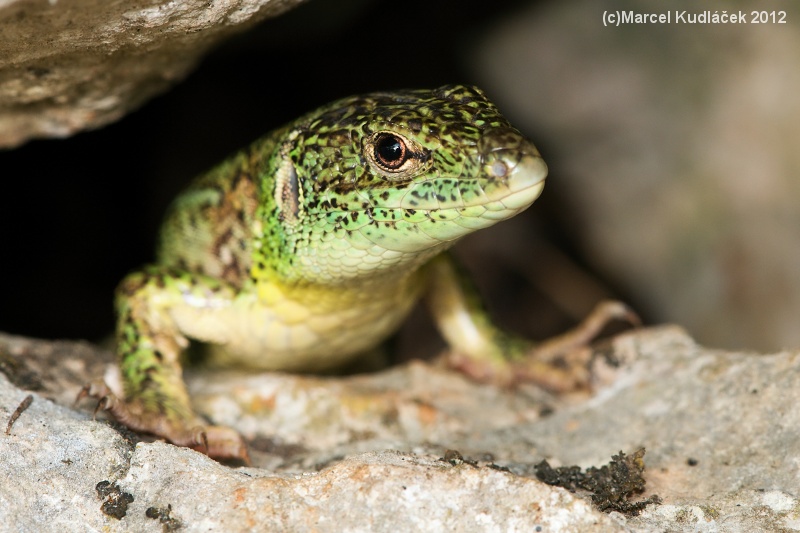 Lacerta trilineata