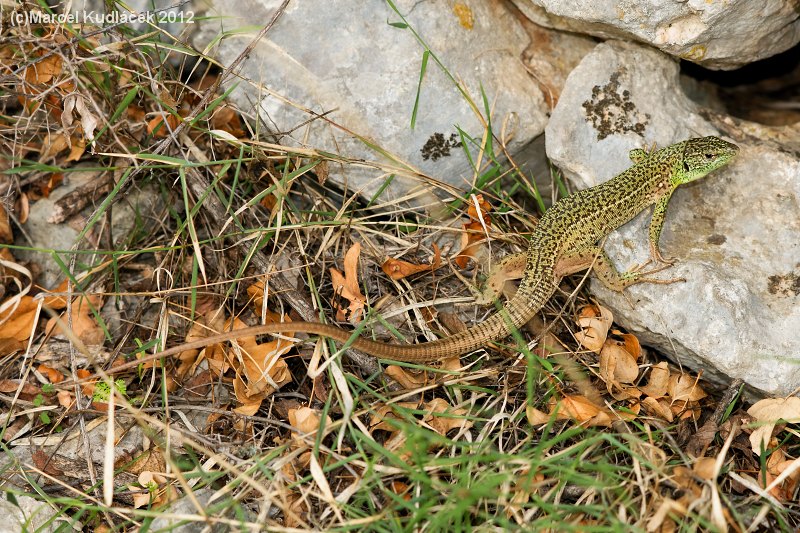 Lacerta trilineata