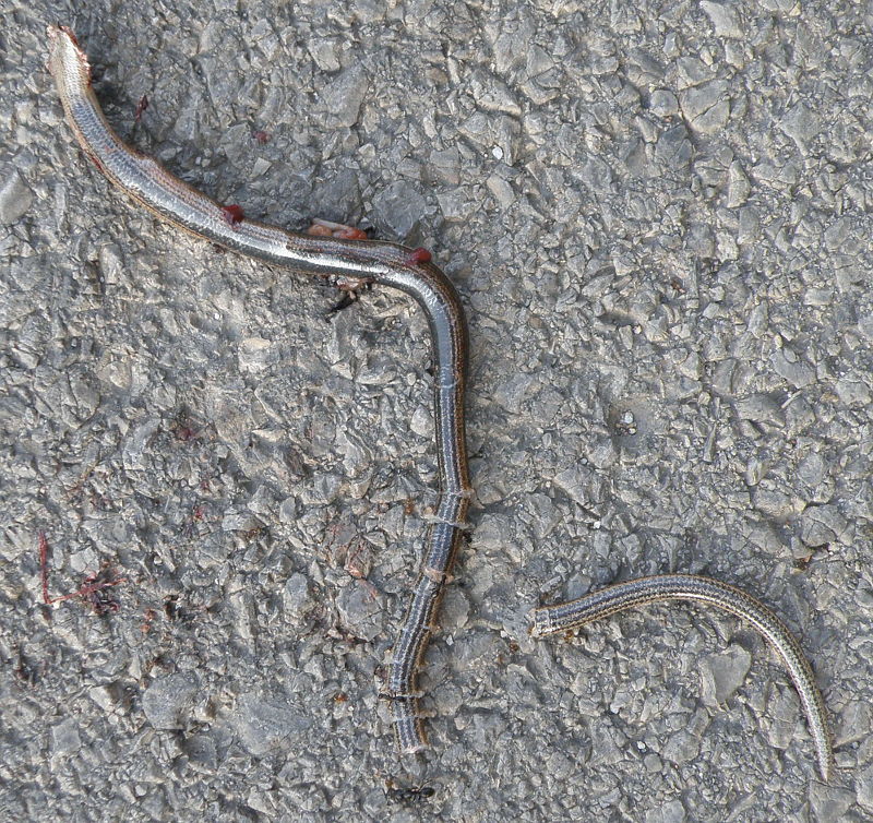 Anguis fragilis s.l.