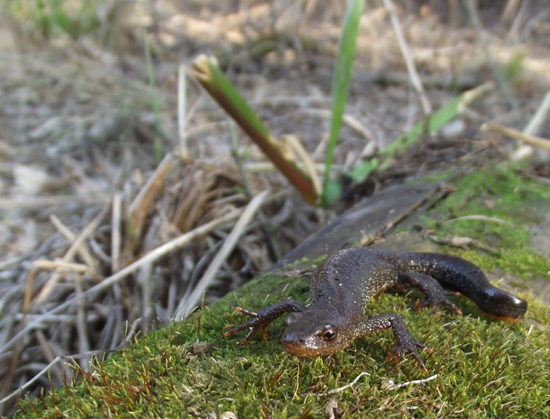 Triturus cristatus