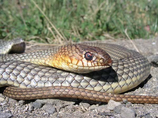 Dolichophis caspius