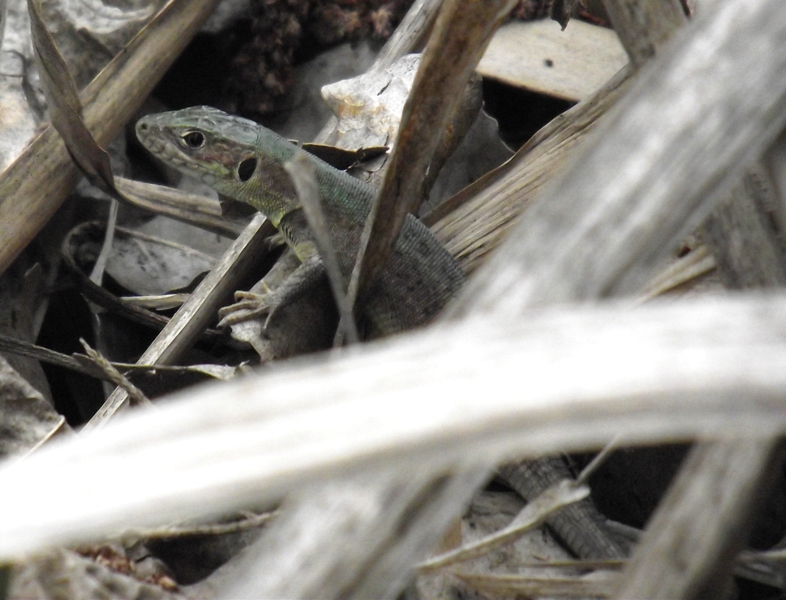 Lacerta viridis