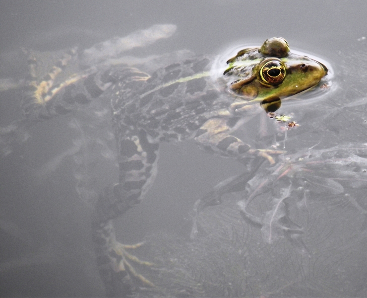 Pelophylax ridibundus