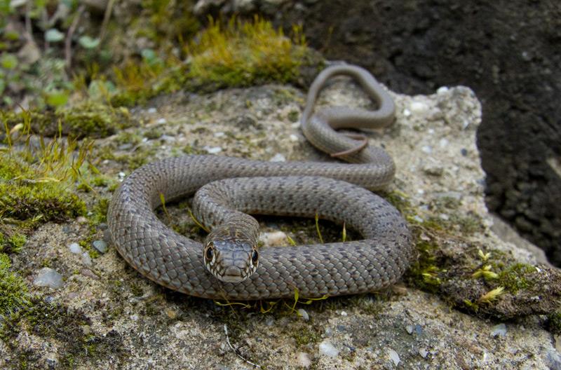 Dolichophis caspius