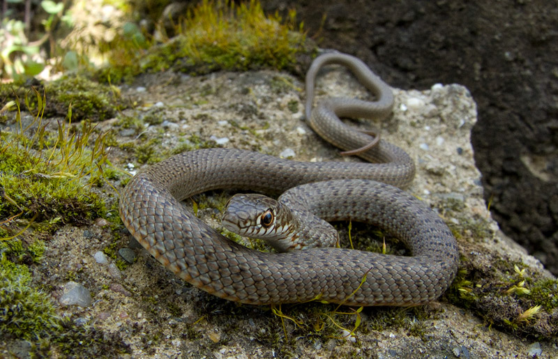 Dolichophis caspius