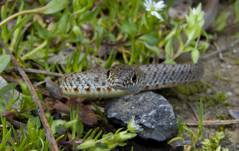 Dolichophis caspius